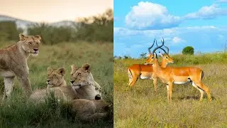 Best Wildlife Sightings in Kenyan National Park