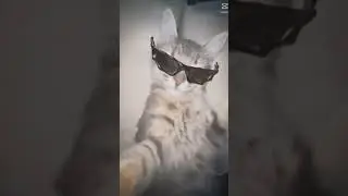 It's not my cat problem.