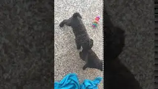 Щенки лаготто