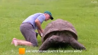 Почему черепахи живут так долго?