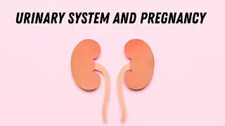 Urinary system and pregnancy #doctorberezovska #olenaberezovska #urinarysystem #pregnancy