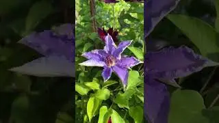 Сій квіти - роби, що дав Господь можливість вміти.  #клематис #clematis #клематисиукраїна
