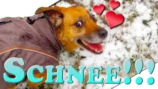 Verrückter Hund geht ab ♥ Spielspaß im Schnee