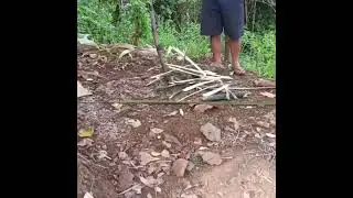 ubod ng rattan