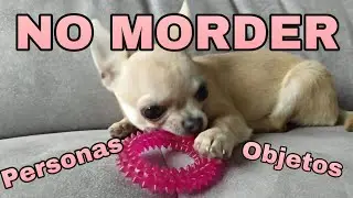 Enseñar a no morder