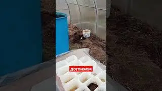 пикировка рассады. сад и огород.