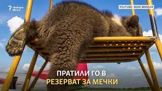 Спасяването на мечката Мансур
