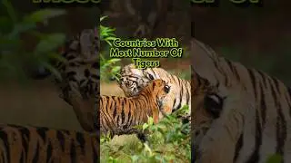 Countries With Most Numbers Of Tigers 🐯🐅