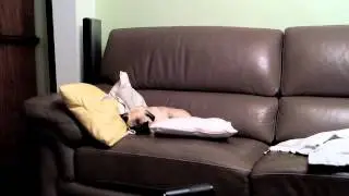 Lola qui rêve