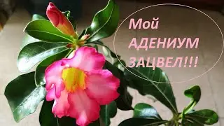 НАКОНЕЦ ТО МОЙ АДЕНИУМ ЗАЦВЕЛ🌺🌺🌺!!!)))