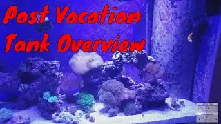 125 gallon reef tank update - 8 11 19