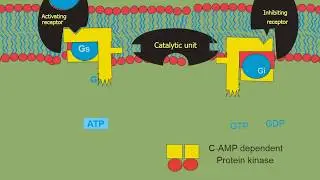 Biochemical Aspects of Hypertension.