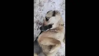 Гулена😁