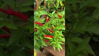 Thai hot peppers scorching hot but pretty plants