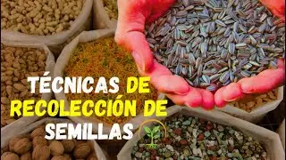 SORPRENDETE: Técnicas de recolección de semillas