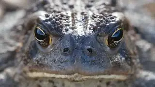 Green nature best scane with animals/ nature video status/