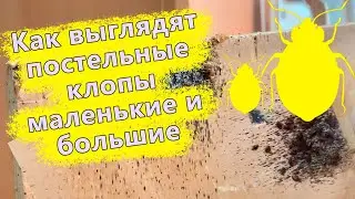 Показываем живых постельных клопов всех видов от яйца и прозрачной нимфы до взрослого клопа