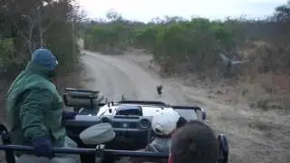 Леопард чуть не запрыгнул в машину к туристам.