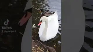 Черные и белые лебеди.