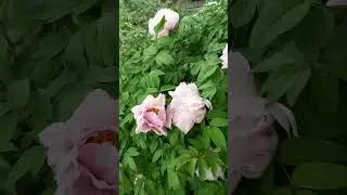 Пионы для красоты и для привлечения опылителей