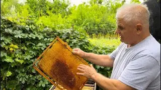 ТИХАЯ СМЕНА МАТОК В УЛЬЕ