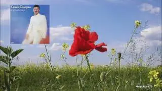 Darko Domijan - Zelena polja, crveni makovi