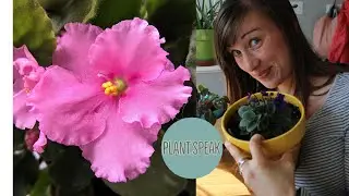 African Violet-Saintpaulia Ionantha/how to grow/propagating/flowering tropical