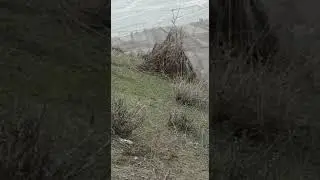 шикор кавг дар хоит