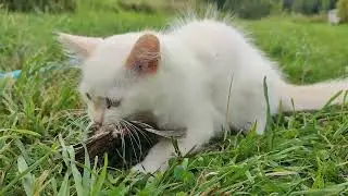 2023-08-11 Куса ест птичку.