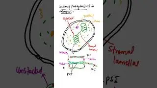 Photosystem I & Photosystem in chloroplast||what is the Photosystem|| 