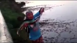 Catch and Release - Ikan Toman Jumbo