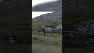 Красота горной жизни