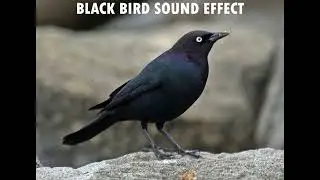 Blackbird Sound Effect