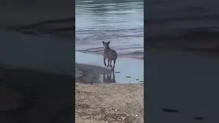 Danger of calm water #highlights #danger #carefull #calm #water #dog #alligator #lake #viralvideo