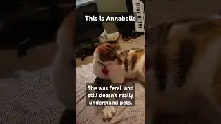 Meet my new #kitten Annabelle. #cat #funny