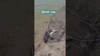 Поймали хорошего леща
