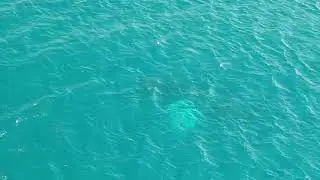 Whale Breaches Off of Waikiki Waters #whales #hawaii #waikiki  February 3, 2024