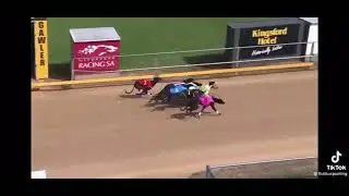 Dog race