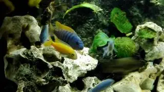 My Mbuna Malawi Cichlids 450 liter tank.