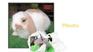 BHaves Rabbitry