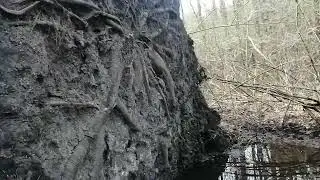 ямадори в заболоченном лесу