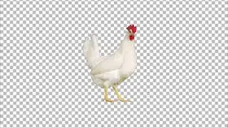 Chicken Transparent PNG
