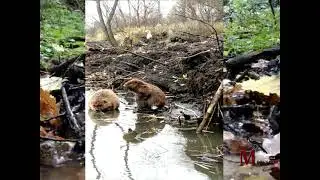 Редкие кадры - бобры на реке Яуза