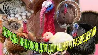 ПОРДЫ ИНДЮКОВ ДЛЯ ДОМАШНЕГО РАЗВЕДЕНИЯ
