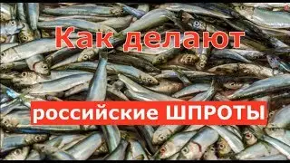 Как делают шпроты в России
