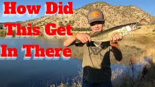Little Pond HUGE Walleye. #shorts