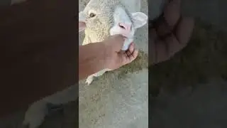 Kashmiri Ramble 🐑 Sheep❤️VIRAL