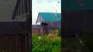 пчелы роятся #вышел рой пчел #роение #роеловство