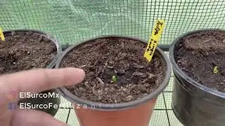 Cuidados de un Tulipán recién Germinado 🌷