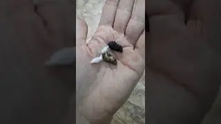 Когда родиться бабочка?
